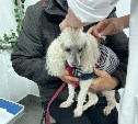 До 1,5 тысячи рублей: за отсутствие регистрации домашних животных сахалинцам и курильчанам грозит штраф