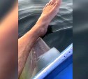 Разыгравшиеся белухи скинули приморского сап-серфера в воду и прикусили ему ногу