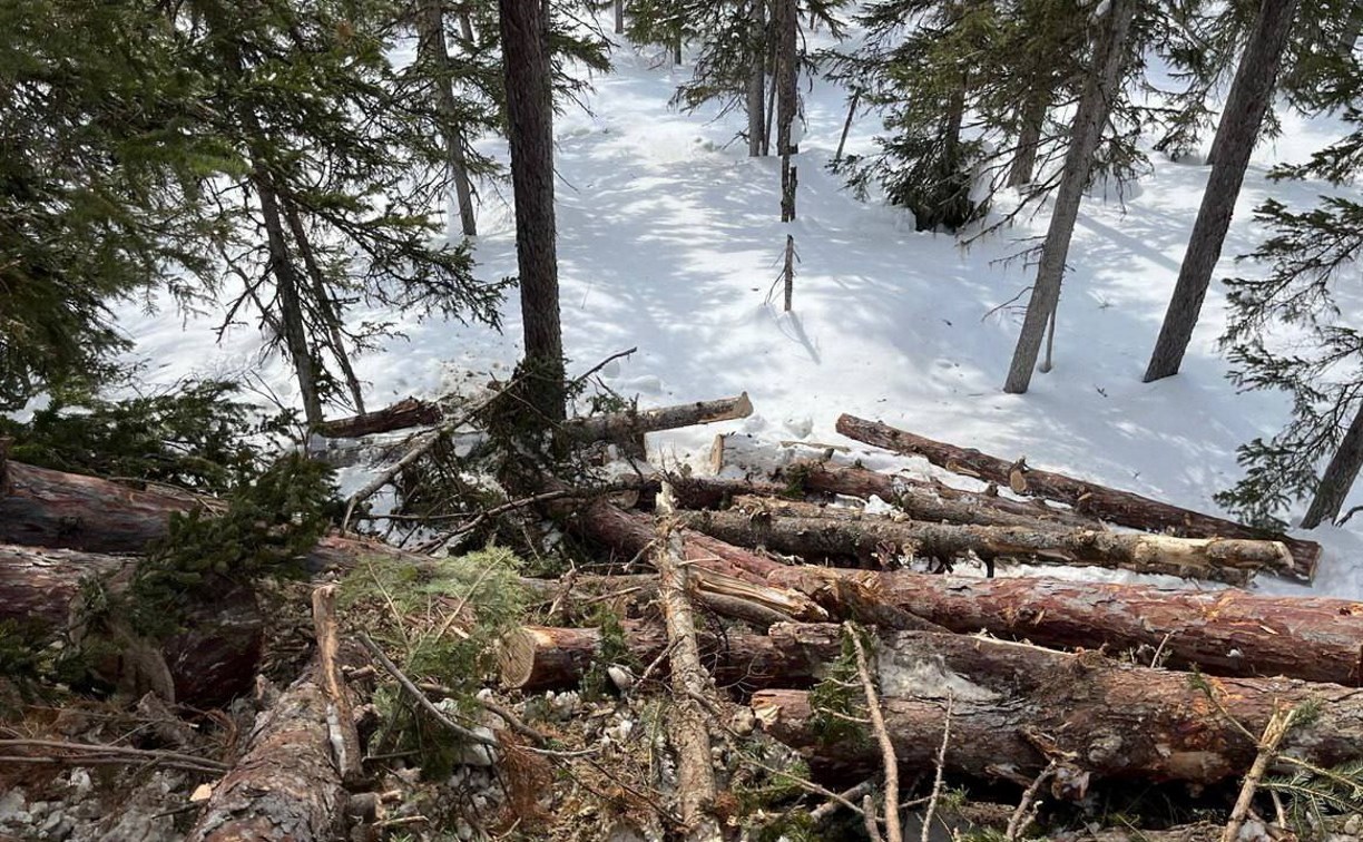 "Уничтожил лес, испортил почву": на севере Сахалина судили арендатора земли 
