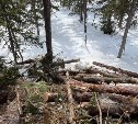 "Уничтожил лес, испортил почву": на севере Сахалина судили арендатора земли 