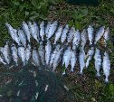 У сахалинца отобрали 35 "хвостов" браконьерской симы