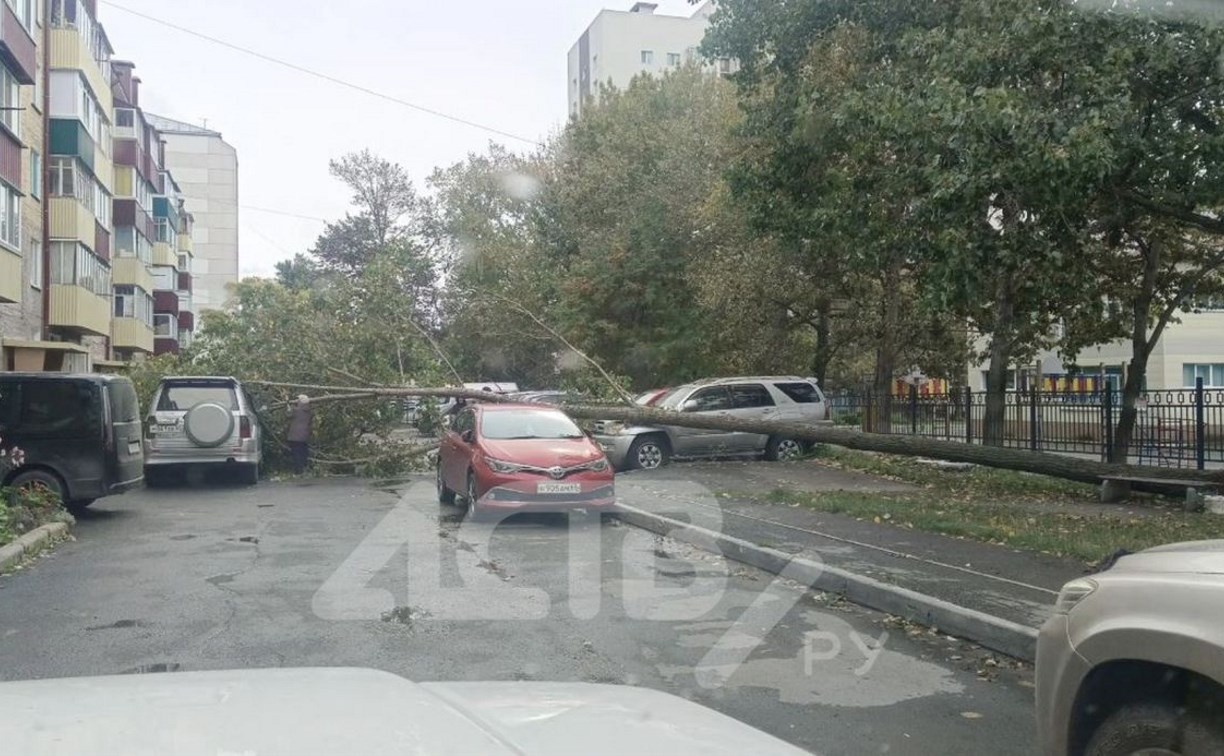 На проспекте Мира в Южно-Сахалинске дерево упало на автомобили