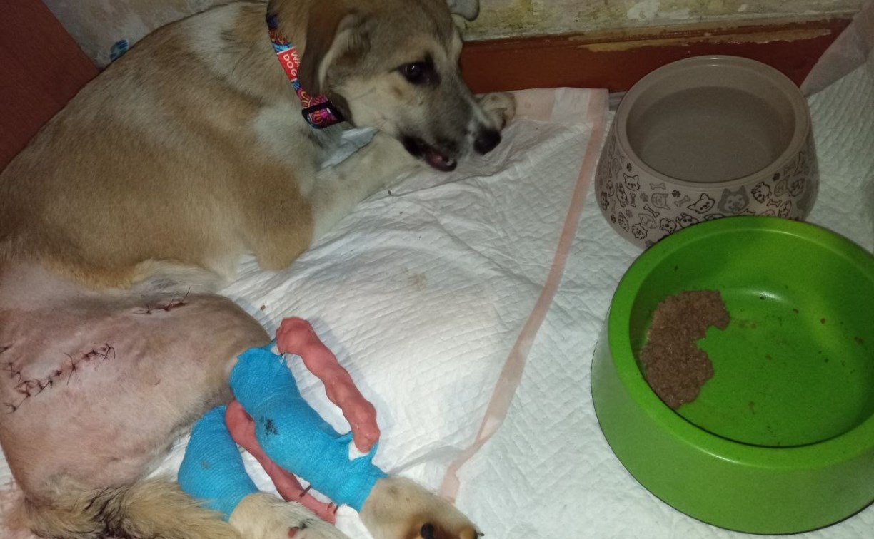 У сбитого скорой помощью щенка на Сахалине появились серьёзные проблемы