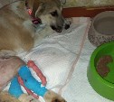 У сбитого скорой помощью щенка на Сахалине появились серьёзные проблемы