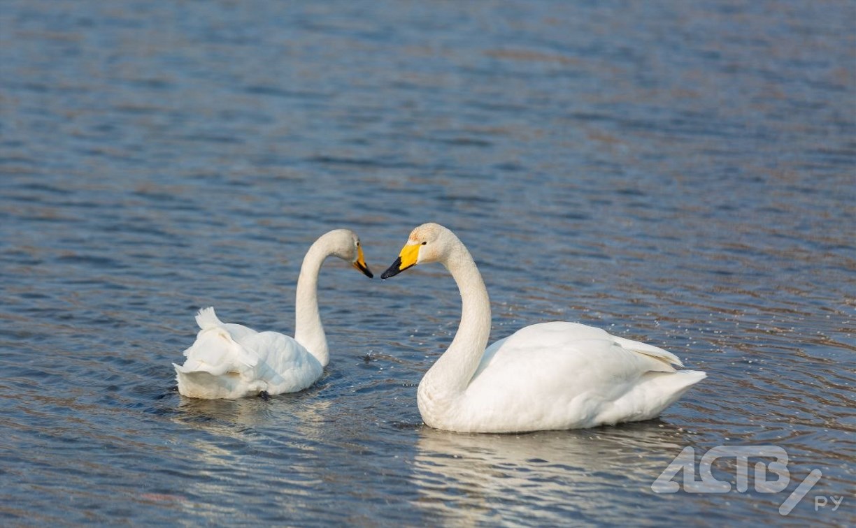 Две пары лебедей качаются на волнах в Невельске в метре от берега 
