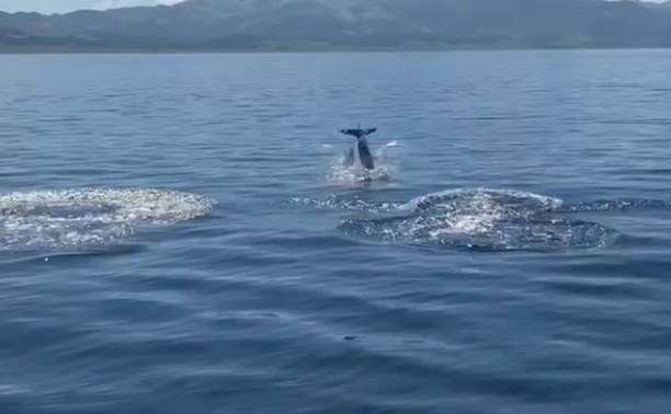Игривые дельфины проводили туристов к сахалинскому маяку Анива