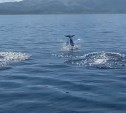 Игривые дельфины проводили туристов к сахалинскому маяку Анива