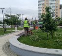 Стрижка кустарников, строительство пешеходной зоны: Южно-Сахалинск продолжают преображать