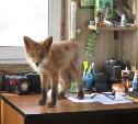 Лиса пробралась в сторожку на Курилах и попыталась вынести конфеты