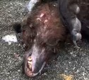 Лесничие нашли труп огромного медведя, от которого отбивался сахалинец