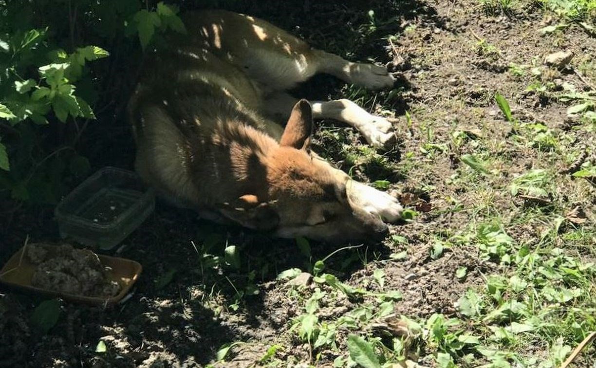 Пожарные в Южно-Сахалинске спасли собаку, которую автомобилист оставил  умирать на дороге после ДТП - Новости Сахалинской области. Происшествия -  astv.ru