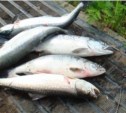 Бесплатную рыбу в Корсакове раздавали со скандалом (ФОТО)