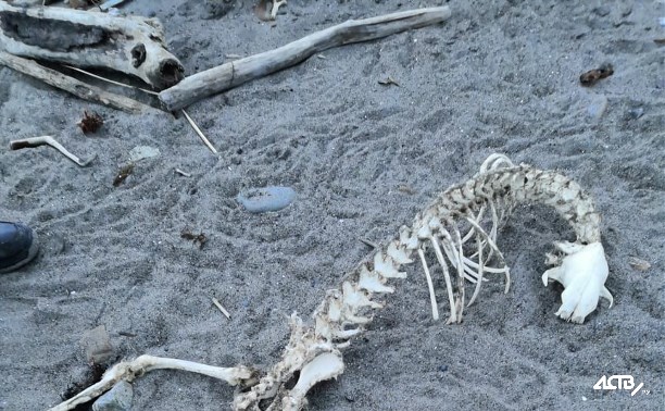 В Макарове нашли скелет неизвестного животного