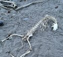 В Макарове нашли скелет неизвестного животного