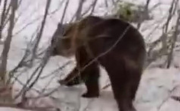 После гибели человека от лап медведя около того же села на Курилах заметили другого хищника
