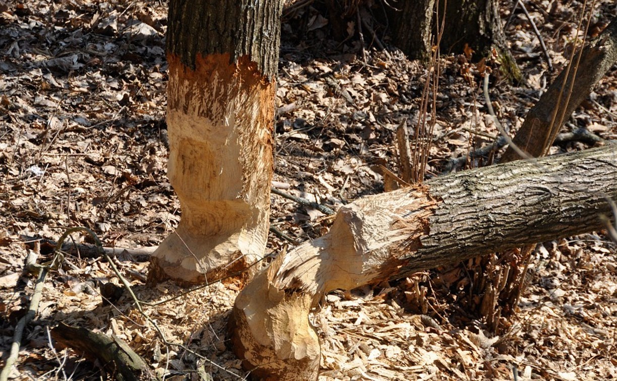 За незаконную вырубку леса сахалинец может сесть на семь лет
