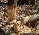 За незаконную вырубку леса сахалинец может сесть на семь лет