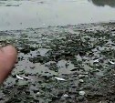 Берег Сахалина во время прилива забросало камбалой