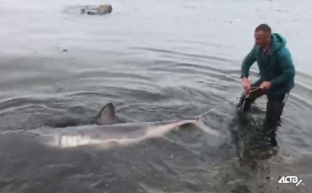 Чтобы никого не съела: крупную акулу пытались спасти сахалинцы