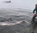 Чтобы никого не съела: крупную акулу пытались спасти сахалинцы