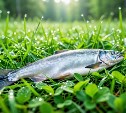 Сахалинец купил корюшку и попал под уголовное дело за скупку браконьерской рыбы