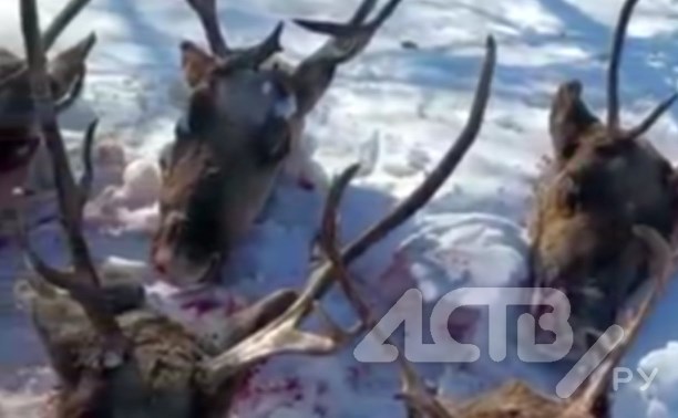 "Куда ни поедешь, везде кровь": в Охинском районе расстреляли более 20 оленей