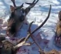 "Куда ни поедешь, везде кровь": в Охинском районе расстреляли более 20 оленей