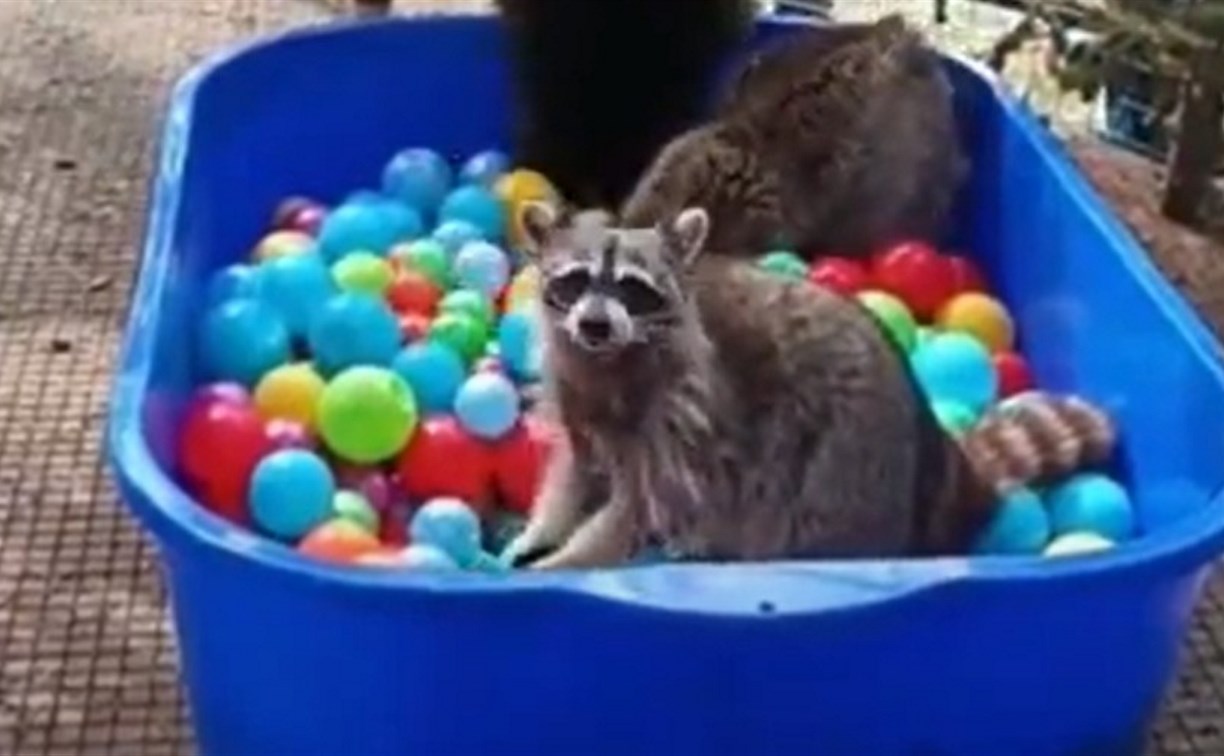 Обитателям сахалинского зоопарка наполнили бассейн цветными шарами и тараканами