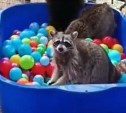 Обитателям сахалинского зоопарка наполнили бассейн цветными шарами и тараканами