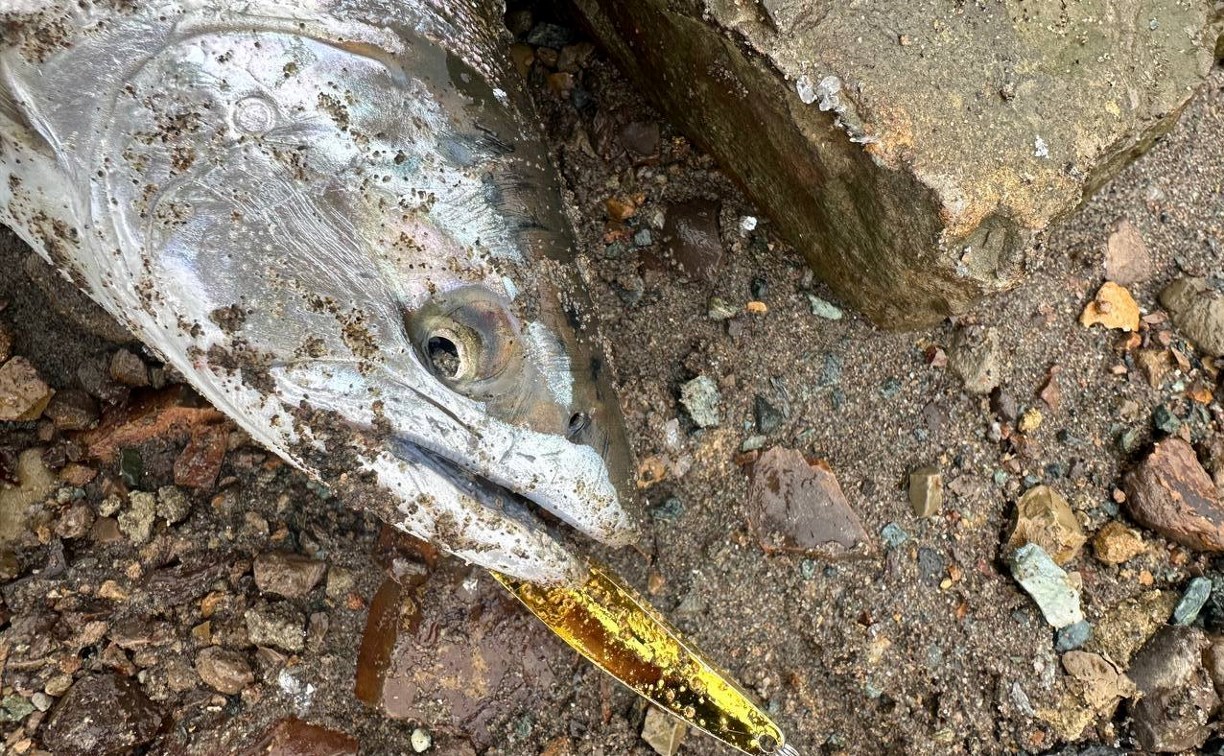 Сима пошла: сахалинцы хвастаются первыми уловами 