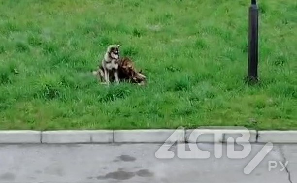 Очевидцы: дети наблюдали, как собаки поедали труп кошки во дворе дома в Смирных