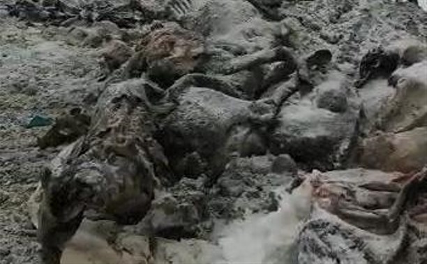 Коровий могильник обнаружили на юге Сахалина