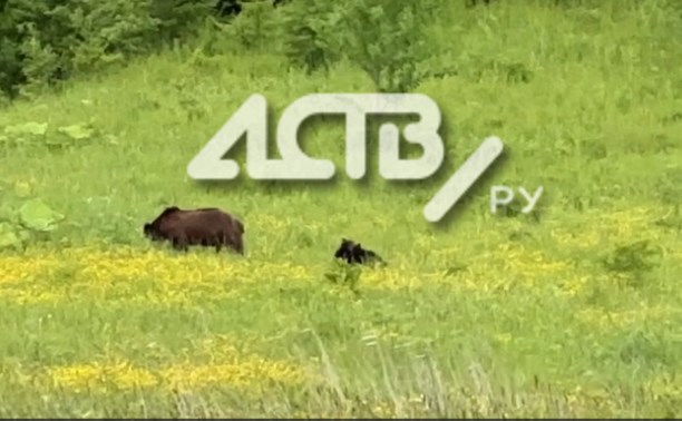 Сахалинцы сняли на видео медвежье семейство, гуляющее напротив СПГ в Пригородном