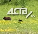 Сахалинцы сняли на видео медвежье семейство, гуляющее напротив СПГ в Пригородном 