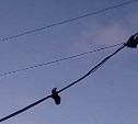 На Сахалине голуби примерзли к проводам