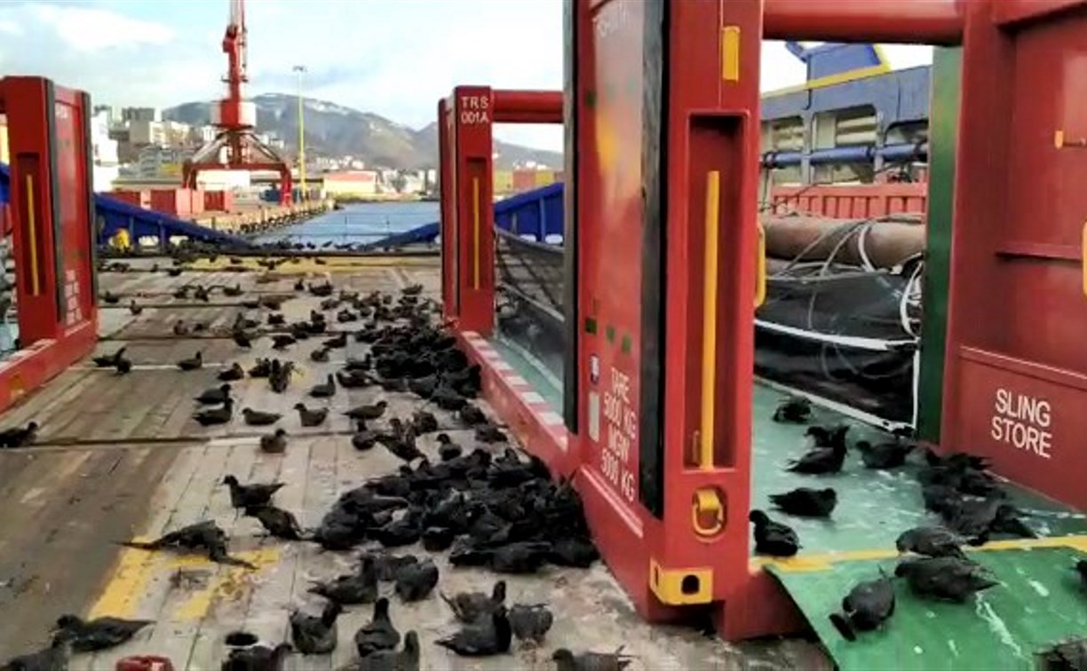 В сахалинском порту расследуют инцидент с птицами