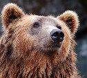 Медведь спугнул туристов с маршрута на Кунашире