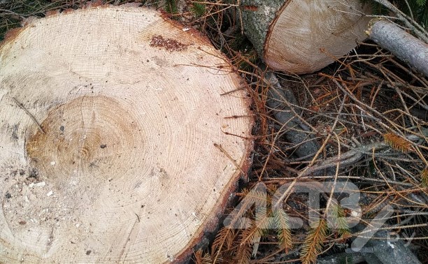"Спиливают здоровые деревья": жительница Южно-Сахалинска переживает за лесок у дома 