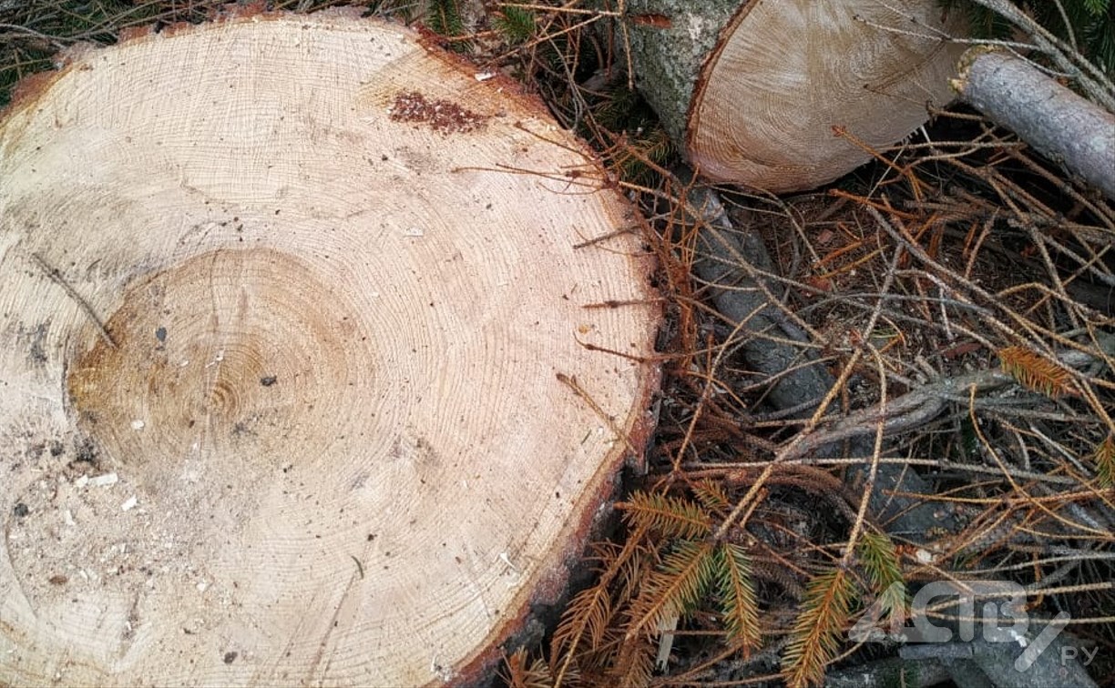 "Спиливают здоровые деревья": жительница Южно-Сахалинска переживает за лесок у дома 
