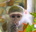 Зоопарк Южно-Сахалинска приглашает в гости к детенышу зеленой мартышки Гарику