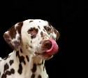 Свыше 9 тысяч домашних животных в Сахалинской области уже прошли обязательную регистрацию