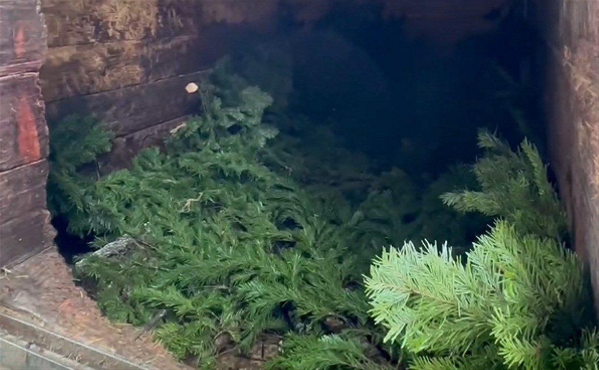 Жир накопили - пора спать: в зоопарке на Сахалине показали берлогу медведя изнутри 