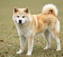 На Камчатке хозяйка собаки, укусившей ребёнка за щеку, заплатит 300 тысяч