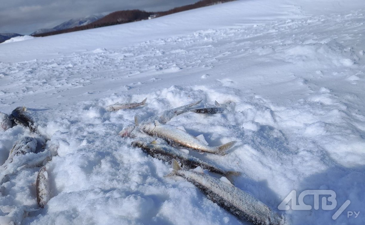Сахалинцам запретили ловить маленькую навагу и больше 200 корюшек в сутки