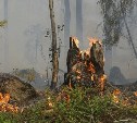 Лесные пожары могут охватить север и центр Сахалина