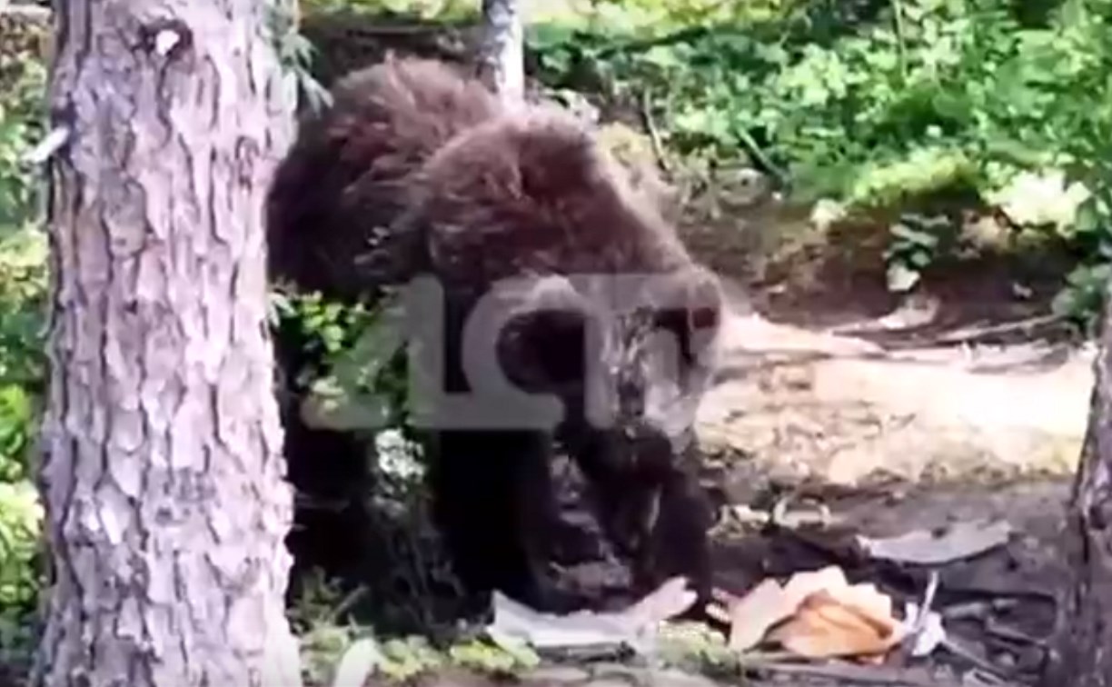 Медведь на Сахалине ограбил туристов