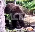 Медведь на Сахалине ограбил туристов