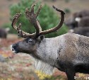На Камчатке хотят разрешить отстрел краснокнижных оленей: они всё равно нарушают границы