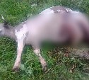 Медведь задрал корову в Поронайском районе