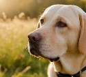 Подходит ли Южно-Сахалинск для собак-поводырей? Беседа со специалистом
